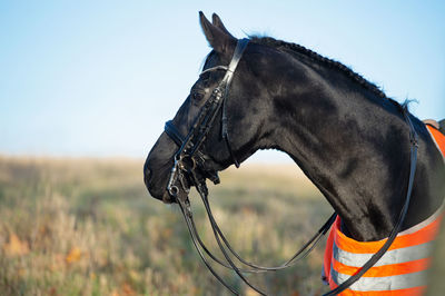 Horse standing on field against sky