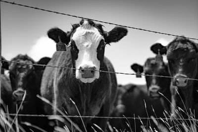 Portrait of a cows