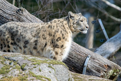 Cat relaxing on rock in zoo