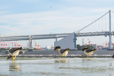 Seagulls on a bridge