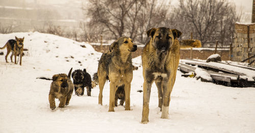 Dogs on snow