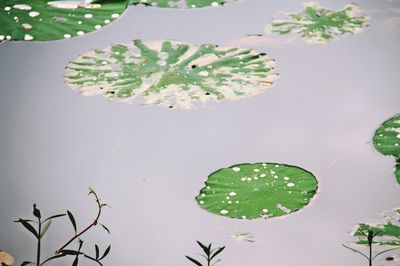 Close-up of plants against clear sky