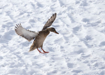 Bird flying over snow