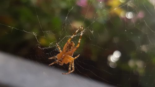 Close-up of spider on web