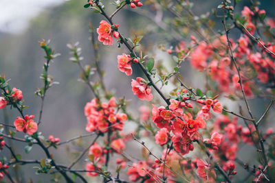 Close-up of flowers blooming on tree