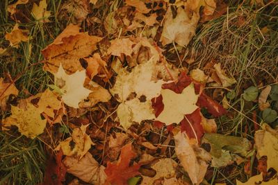 High angle view of dry maple leaf on land