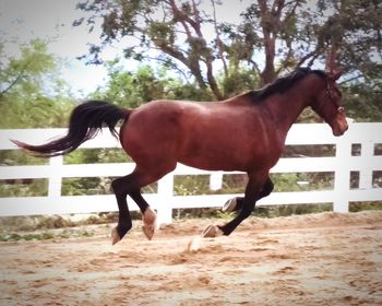 Horse standing on landscape