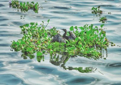 High angle view of bird in lake