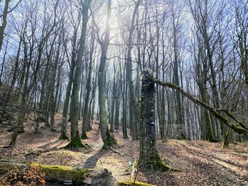 Bare trees in forest against sky