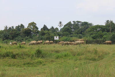 View of sheep on grassy field