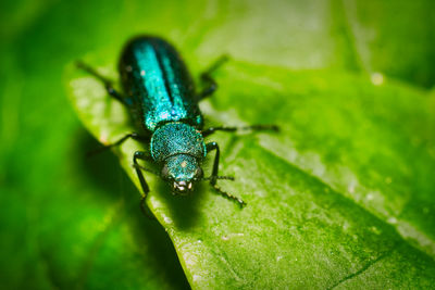 Close-up of insect on leaf