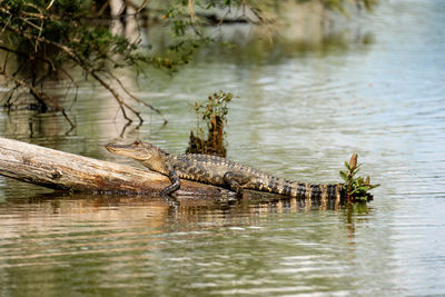 Close-up of crocodile in lake