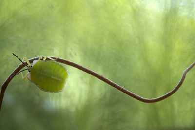 Shield bug on unique tendril