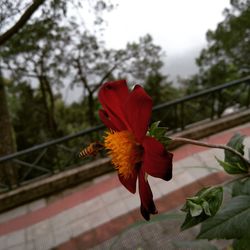 Close-up of red flower against trees