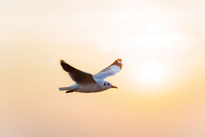 Low angle view of seagull flying in sky