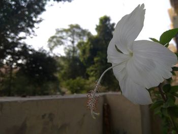 Close-up of white flower blooming on tree