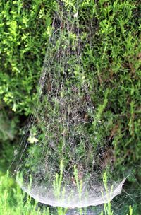 Close-up of spider web on plant