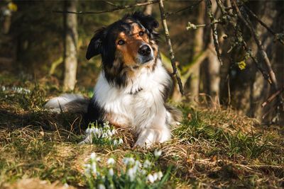 Portrait of dog sitting on field