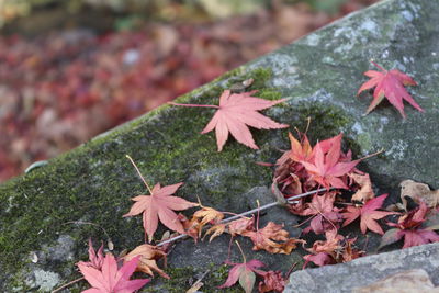 Close-up of leaves on field
