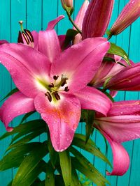 Close-up of pink lily