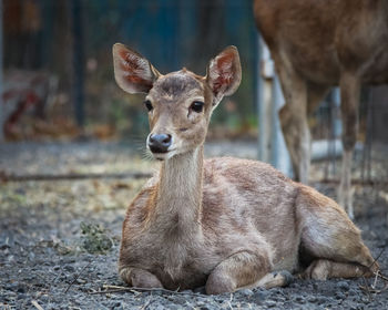 Portrait of deer