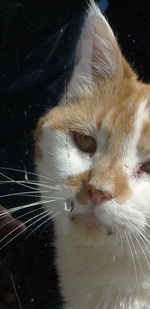 Close-up of cat seen through glass