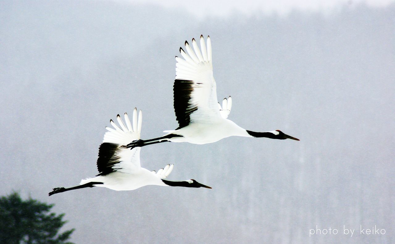 bird, flying, spread wings, mid-air, animal themes, animals in the wild, low angle view, wildlife, seagull, freedom, sky, motion, on the move, animal wing, nature, full length, day, outdoors, no people, two animals