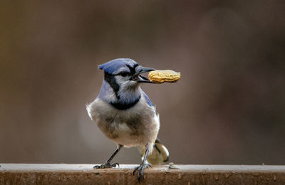 Mr. blue with a nut