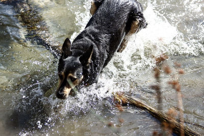 Black dog in water