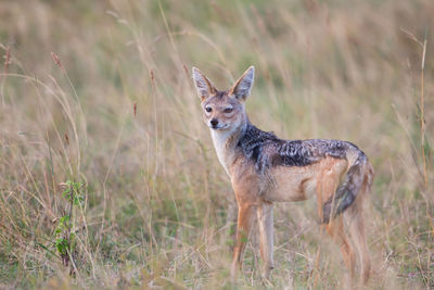 Portrait of an animal on field