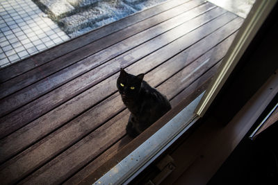 Cat on floor
