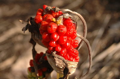 Close-up of red berries on plant