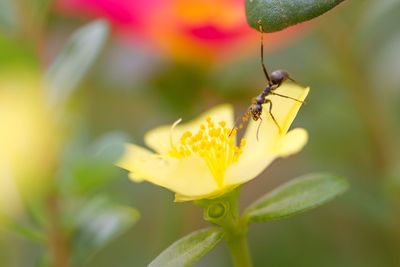 Close-up of black ant on yellow flower