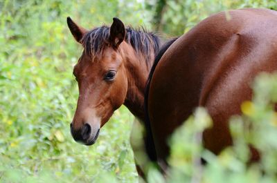 Close-up of a horse on field