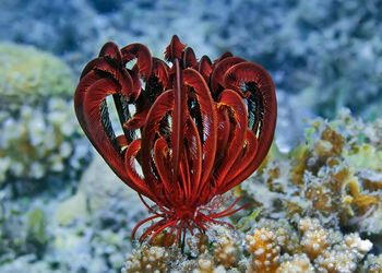 Close-up of red flowering plant