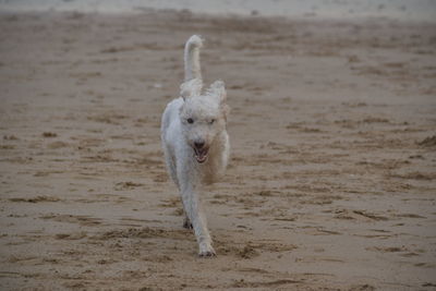 White dog running on beach