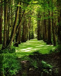 Trees growing in forest