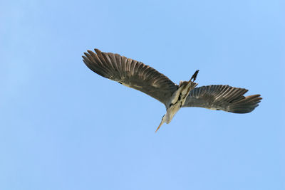 Low angle view of eagle flying against clear blue sky