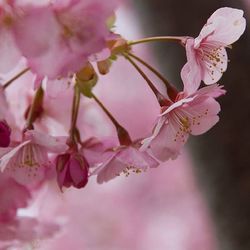 Close-up of pink flowers