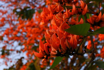 Close-up of orange flowering plants