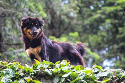 Portrait of a dog looking away