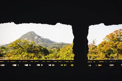 View of trees and mountain range