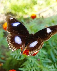Close-up of butterfly on flower