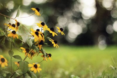 Close-up of yellow flowers against blurred background