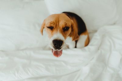 Portrait of dog on bed