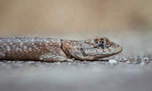 Close-up of lizard on land