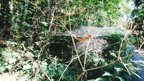 High angle view of bird in forest