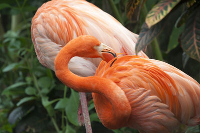 Close-up of orange bird