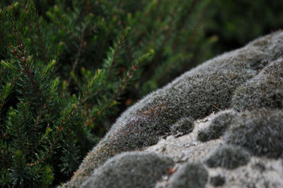 Close-up of rocks