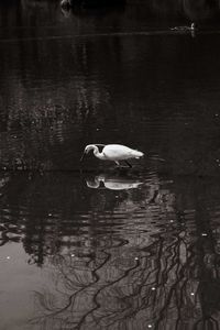 Swan swimming in lake